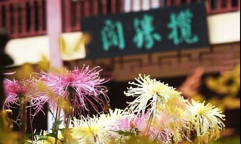 重阳关爱老人暖人心,重阳节陪伴是最好的孝心