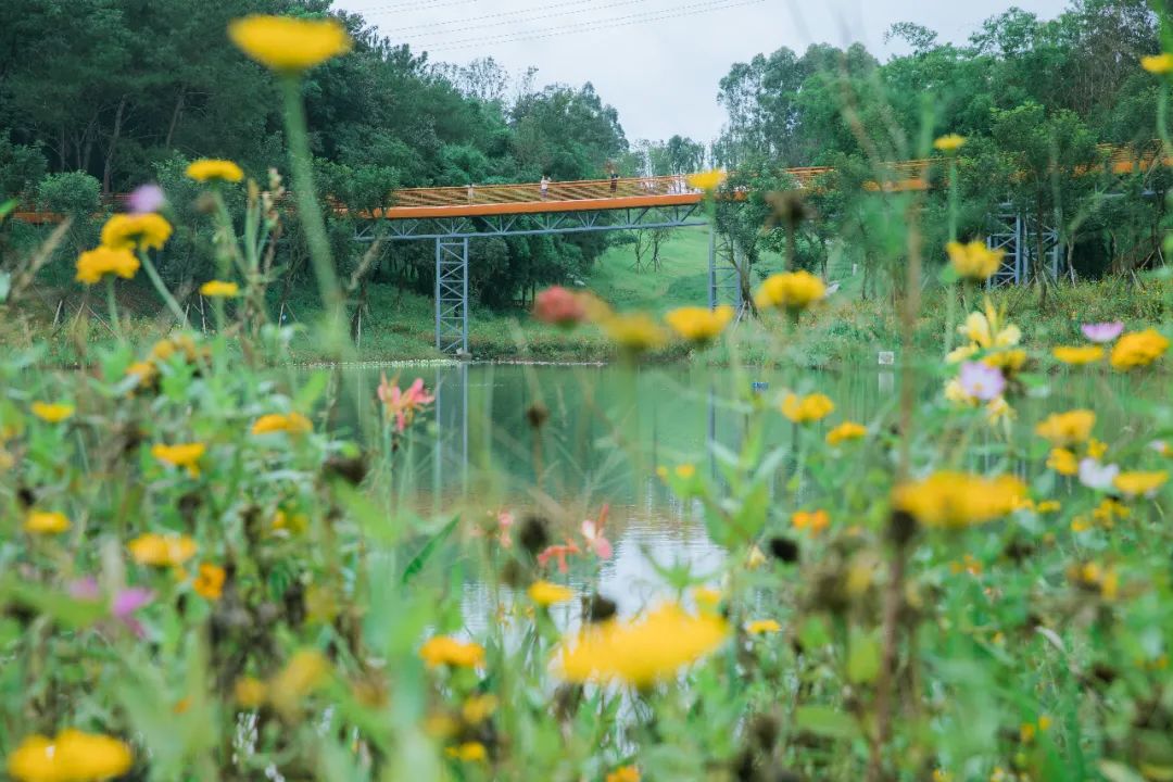 成都1100个公园俯瞰,成都100个公园规划图