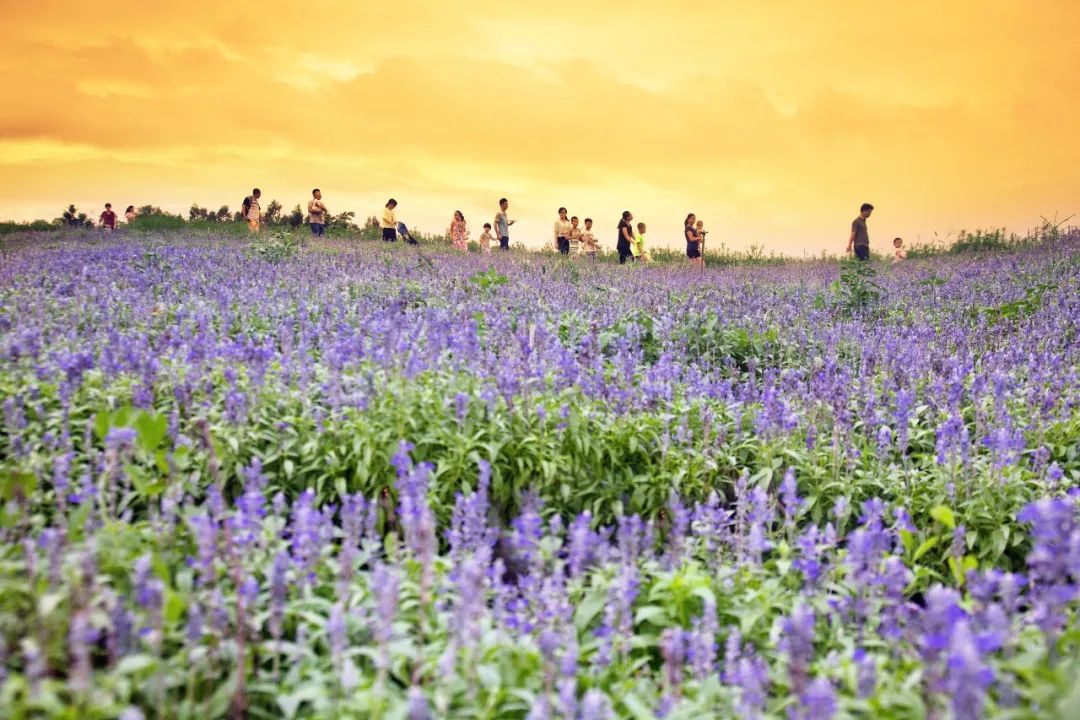 爬厦门仙灵棋山看日出,厦门周边登高望远的地方