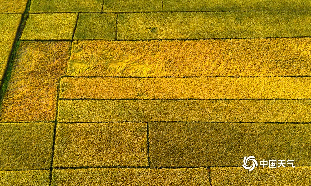 钦州千亩稻田花海,钦州万亩金黄稻田绘出美丽秋收图