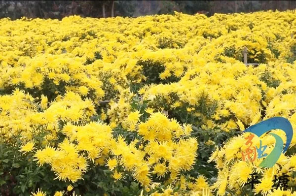 产业兴旺领航乡村振兴——平塘县特色农业产业发展综述