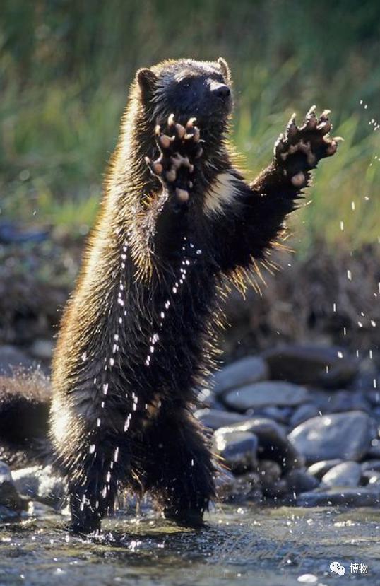蜜獾被一条蟒蛇生吞了,蜜獾捕食大蟒蛇