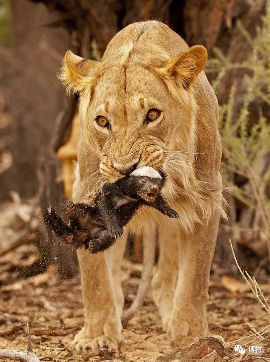 蜜獾被一条蟒蛇生吞了,蜜獾捕食大蟒蛇