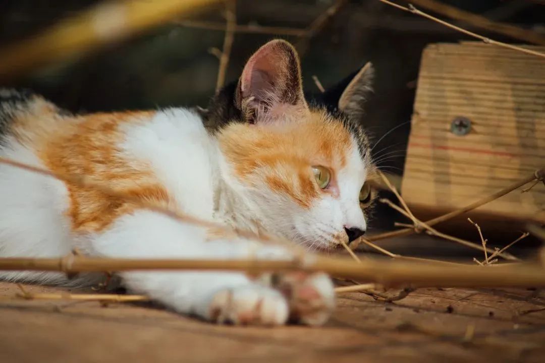 “天猫”来了？天大的猫猫们有自己的表情包啦！点击*载下**