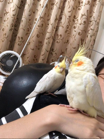 玄凤鹦鹉到家的第一天特别凶,玄凤鹦鹉饿了三天仍然怕人