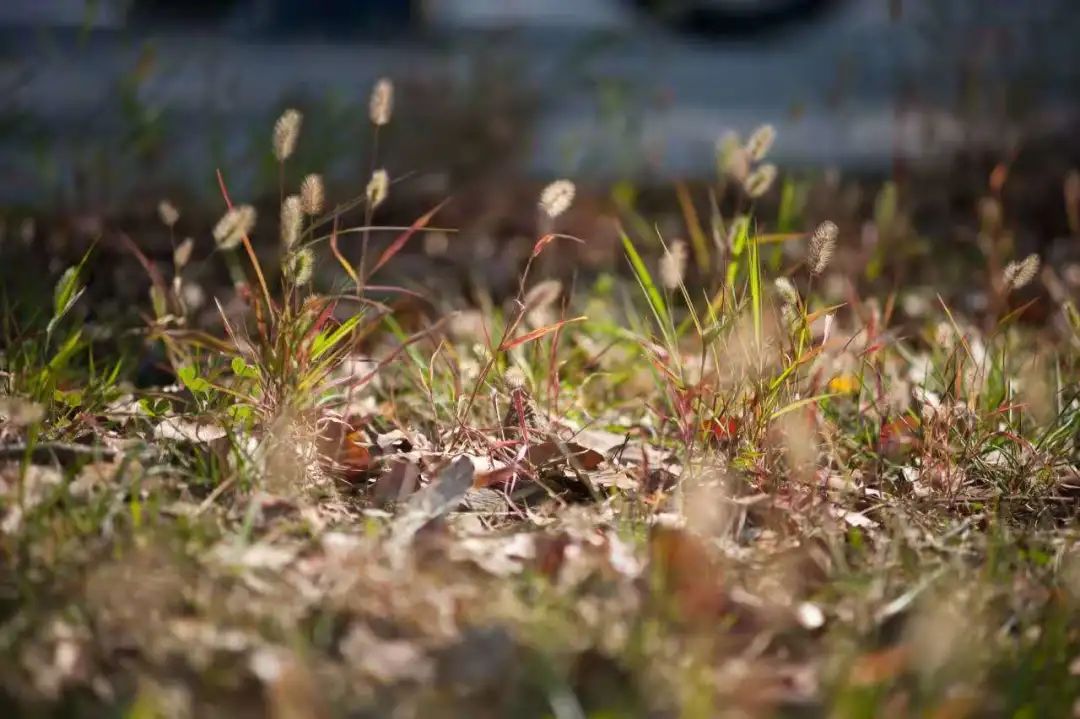 清北现在的情况,清北最新消息