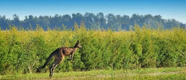 口臭的解决方法胃不好,口臭是不是胃不好了应该怎么调理