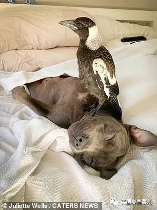 狗子把受伤的喜鹊当娃养，没怀过孕居然开始产奶