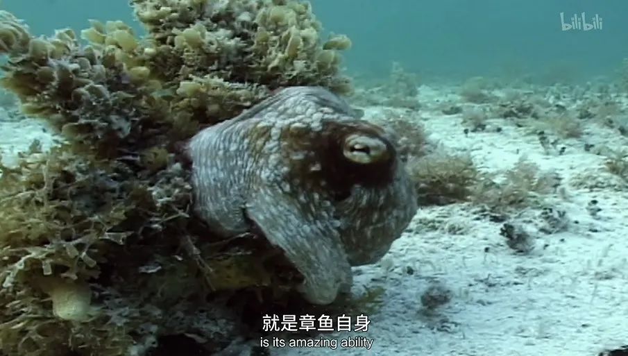 猫的咕噜声能缓解紧张吗,猫的咕噜噜声能够帮助长高吗