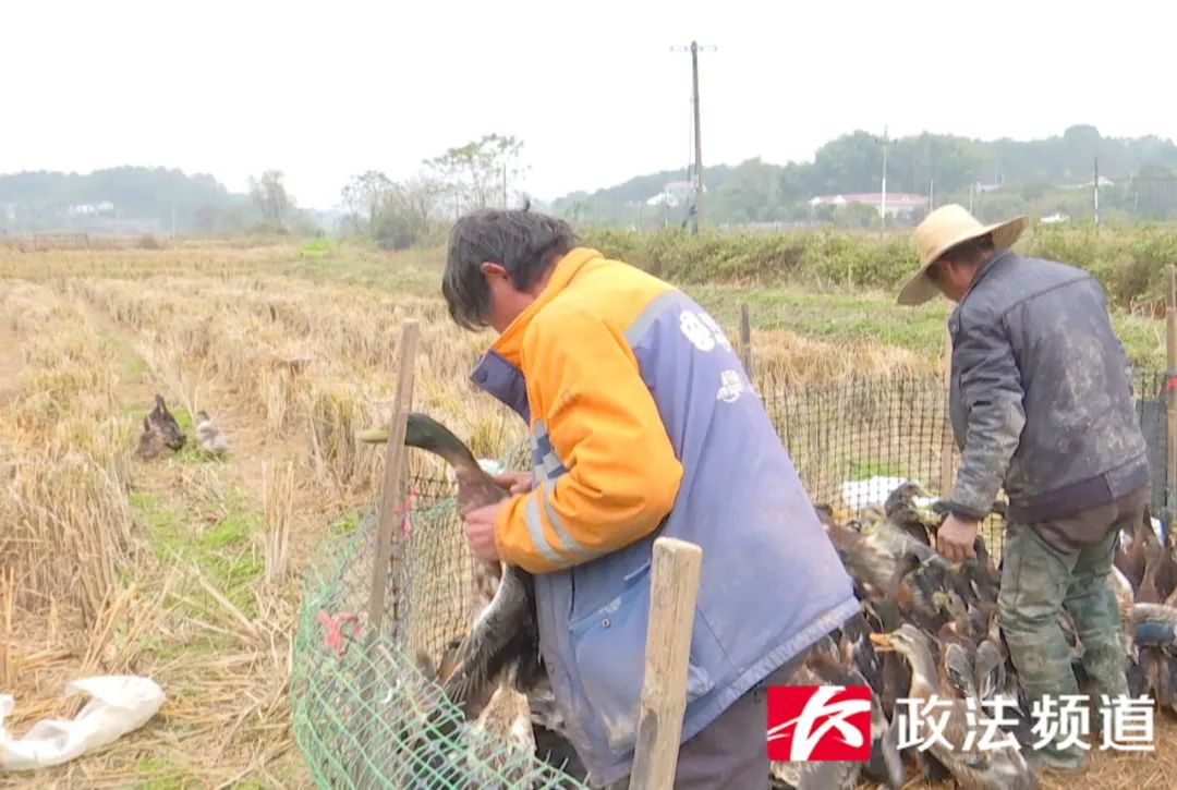 长沙买鸭的地方,长沙买鸭