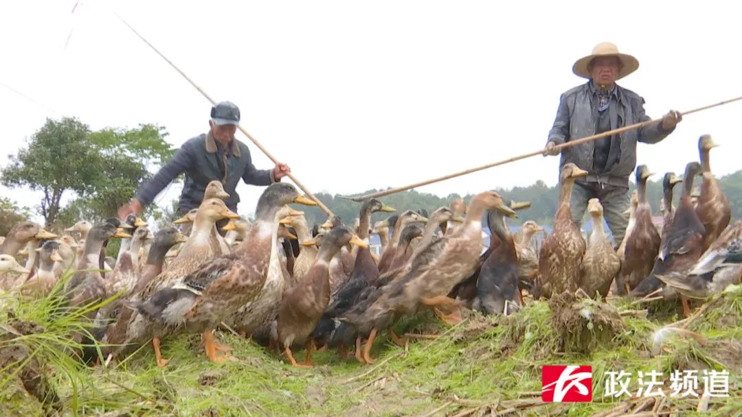 长沙买鸭的地方,长沙买鸭