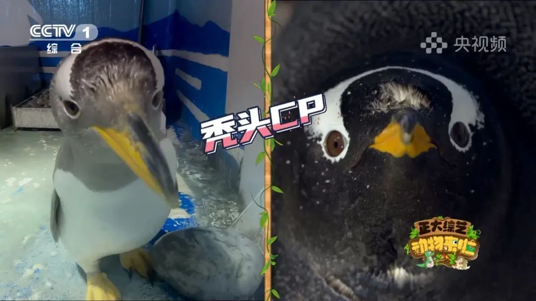 羚王如何展现王的威风？今天18:00档，CCTV-1《正大综艺·动物来啦》带您一探究竟→