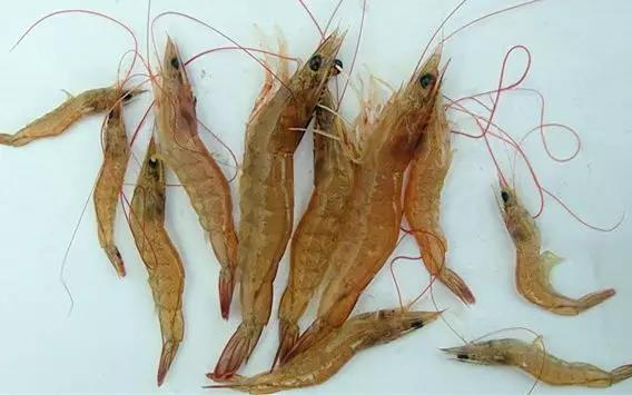 对虾出现肠炎的防治方法,对虾肠炎怎么治疗最好