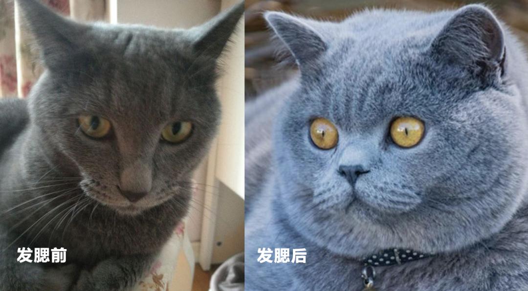 脸越来越圆胖是怎么回事,为什么腮和脸突然胖了好多