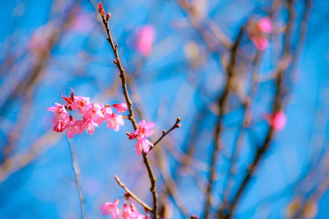 昆明春城风光秀,昆明春城秀小视频