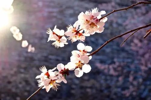 昆明春城风光秀,昆明春城秀小视频