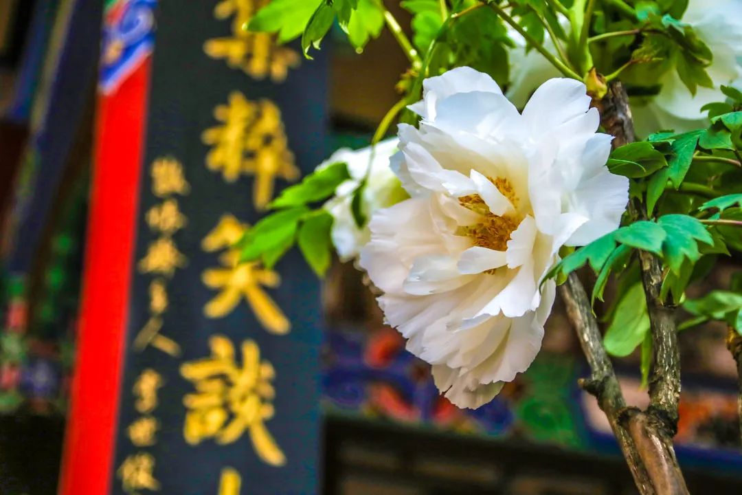 昆明春城风光秀,昆明春城秀小视频