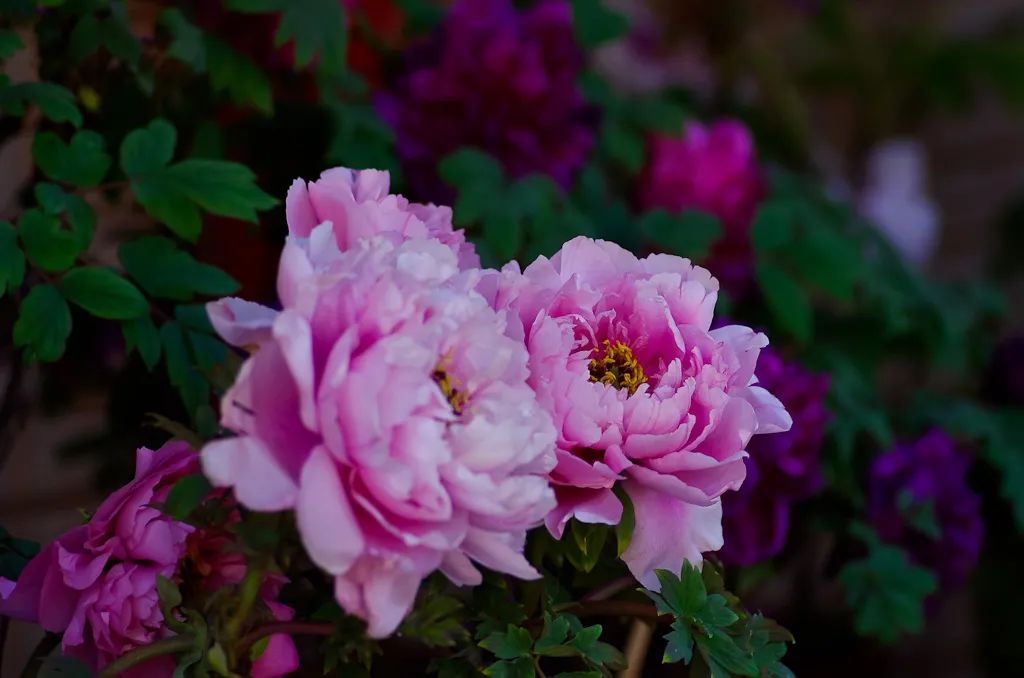 昆明春城风光秀,昆明春城秀小视频