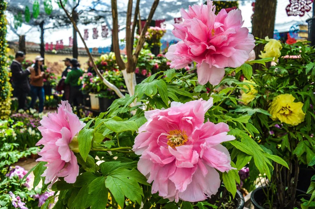 昆明春城风光秀,昆明春城秀小视频