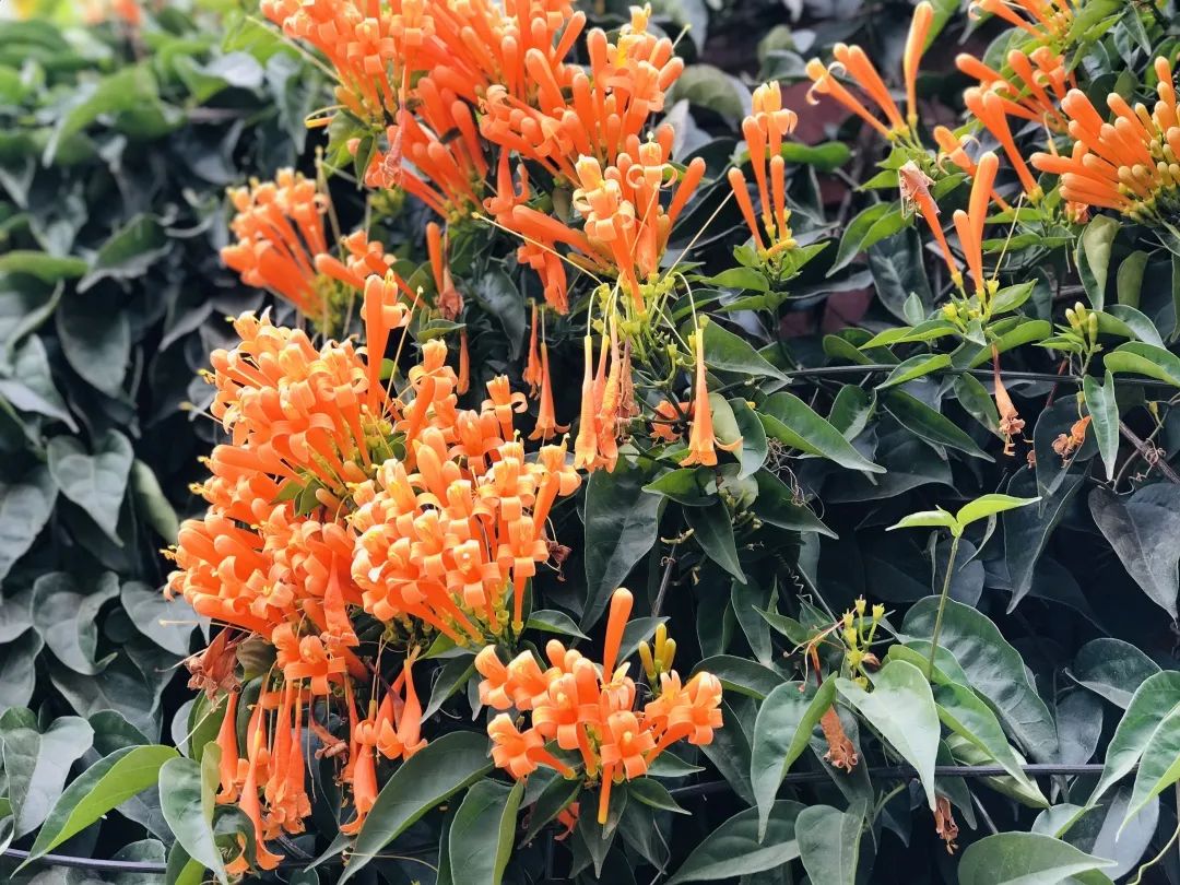 昆明春城风光秀,昆明春城秀小视频