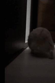 日本“性感小屁屁大赛”，300万网友围观点赞：屁屁虽好，不要贪摸哦