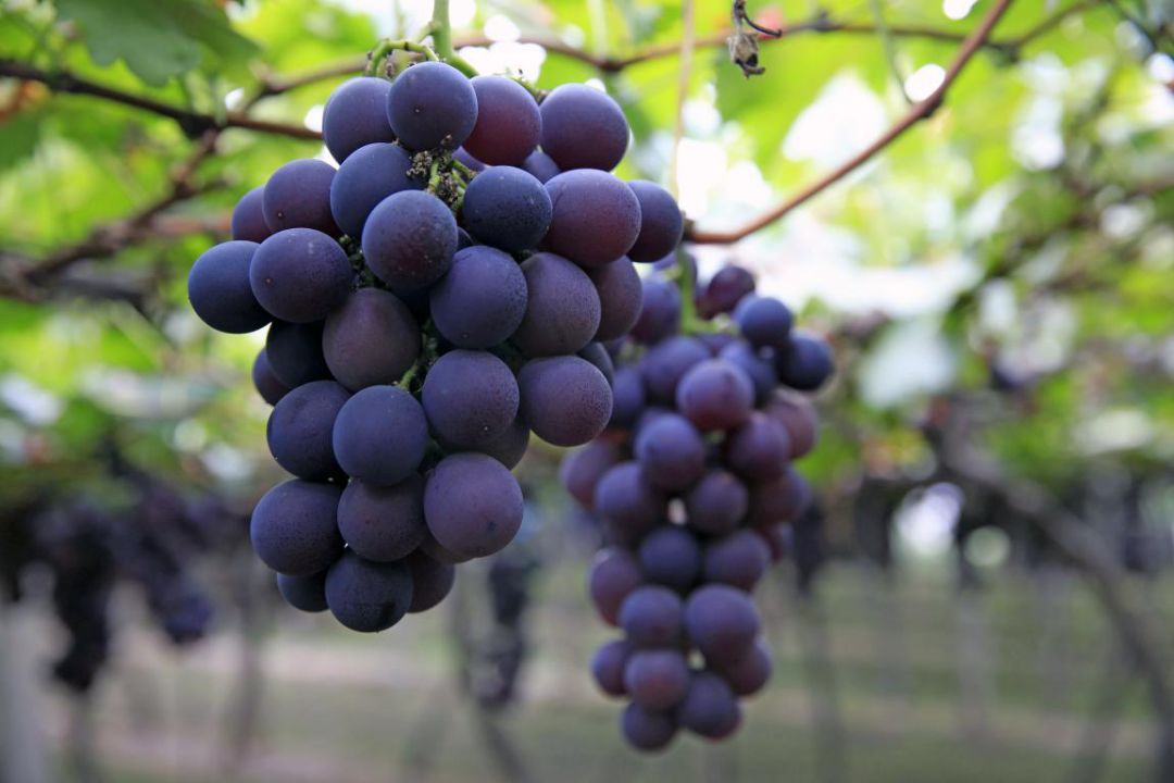 冬天感受阳光的味道,冬天到凉山