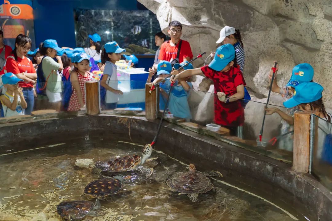 关于海龟生活习性的资料,海龟有时会干什么有什么特征