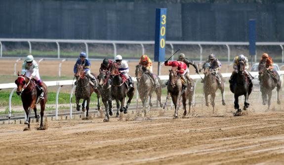 赛马国家级裁判考核,国家级马术裁判