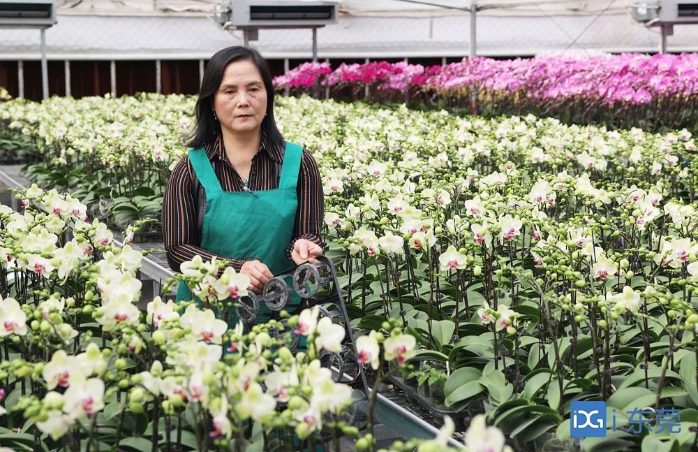 新春走基层|6万株兰花售出近四分之三,石碣这名花农是怎样做到的?