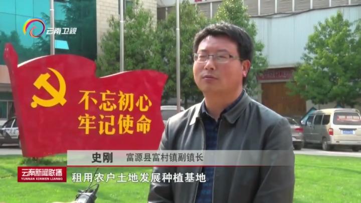 富源魔芋大县打造魔芋产业,富源县富源村魔芋基地