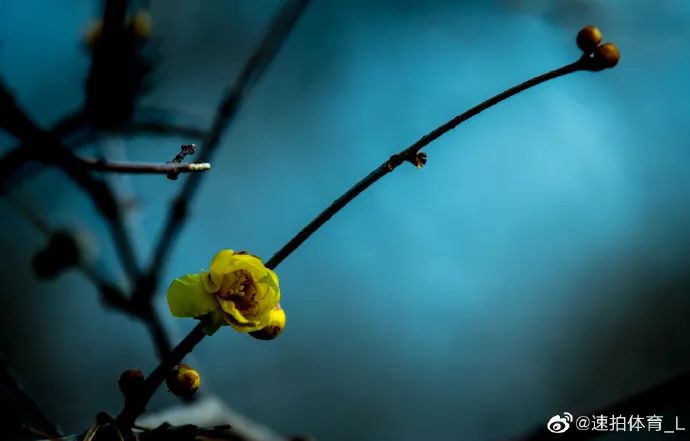 谁说冬日百花羞？这里的腊梅一枝独秀！
