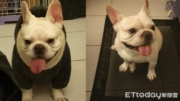 散步到一半躺地甩舌头赖皮！　哥单手扛「17公斤沙包」背影帅炸