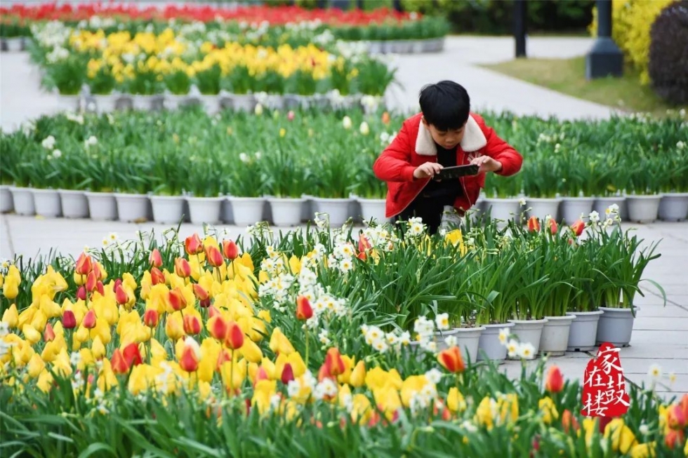 福州郁金香沙滩公园,福州温泉公园郁金香盛开