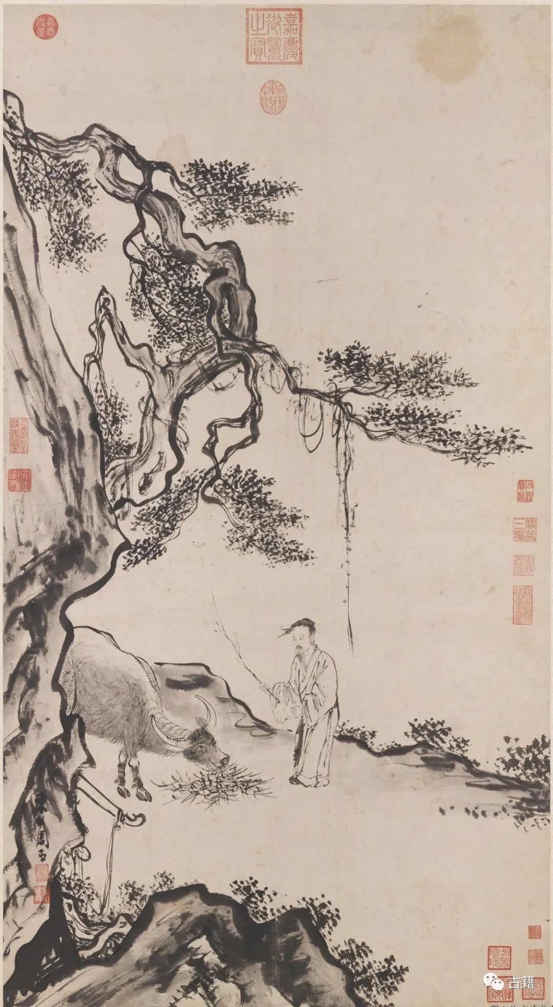 丑牛的闲话视频,闲话丑牛完整视频