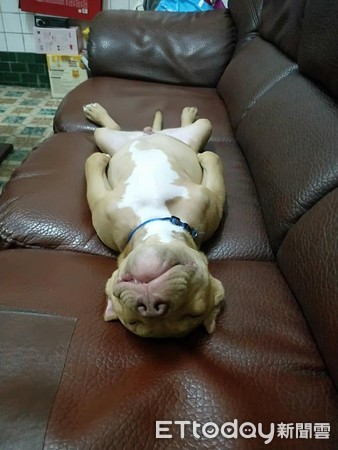 初四吃饱饭！恶霸大字型睡翻「羞露小JJ」　网笑：有个邪恶的想法