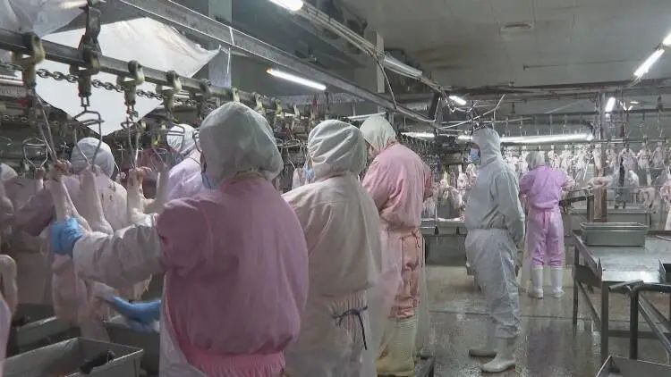 家门口就业群众更幸福,家门口就业让我致富有了新方法