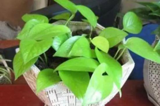 大叶绿萝叶子发黄一招搞定,大叶绿萝的叶子发黄怎么回事