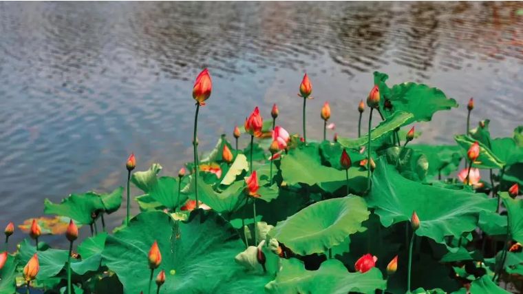 荆州小龙虾第一名,全国小龙虾最出名的城市在哪里