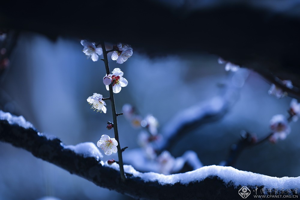 会员佳作｜吉龙生：“美丽中国、绿色江苏”梅花风韵系列作品