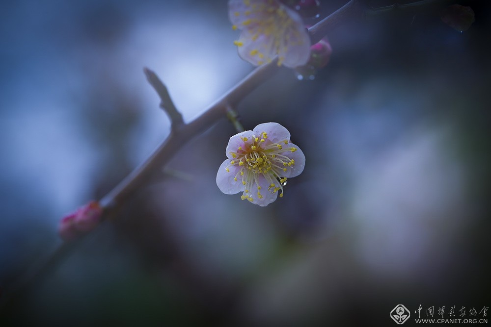 会员佳作｜吉龙生：“美丽中国、绿色江苏”梅花风韵系列作品