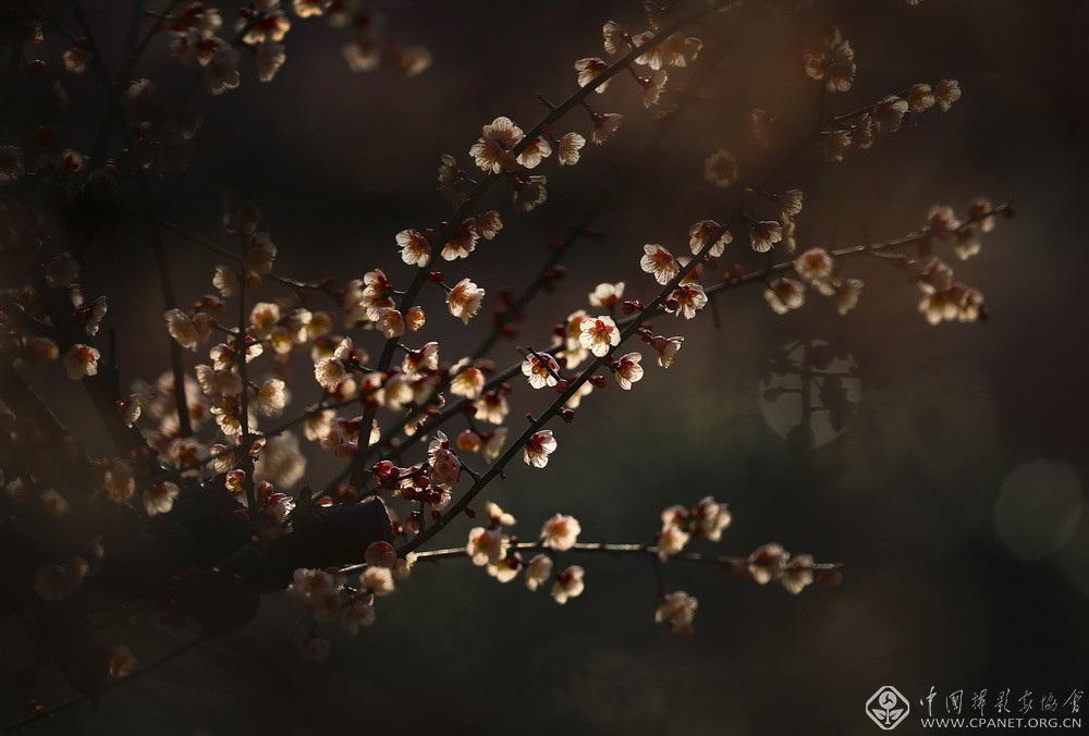 会员佳作｜吉龙生：“美丽中国、绿色江苏”梅花风韵系列作品