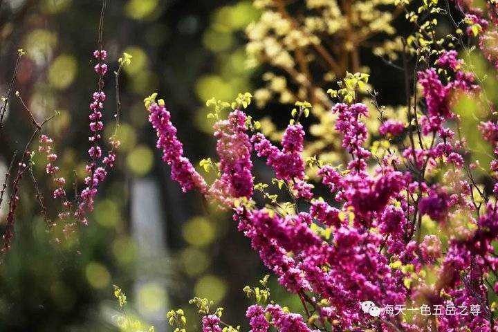 清明时节万物清新,清明万物新