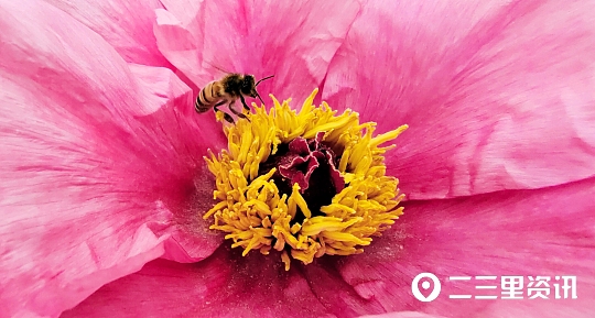 蜜蜂花间采蜜技巧,蜜蜂什么时候能采蜜呀图片