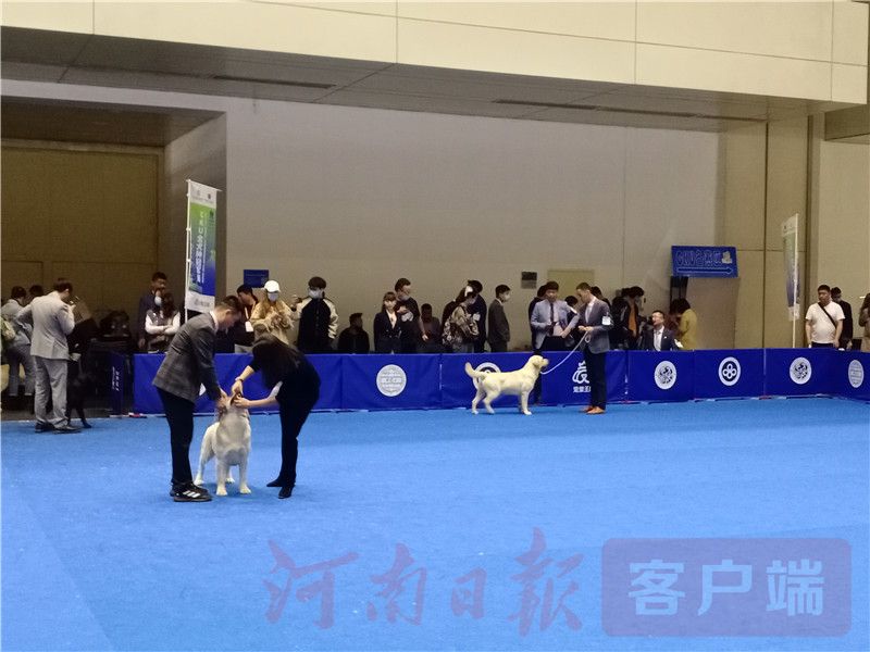 最新宠物博览会,宠物展会2024时间表广州萌宠展