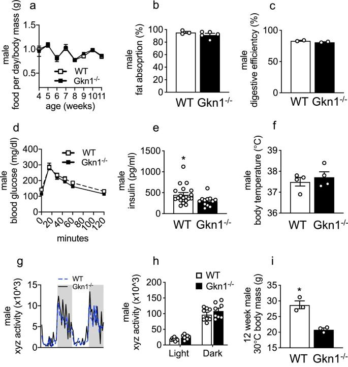 关闭一种胃蛋白似乎有助于调节小鼠的肥胖症
