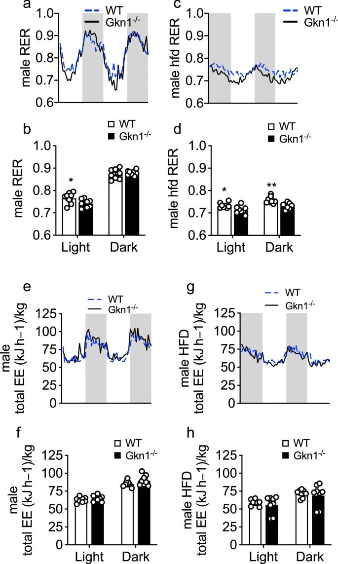 关闭一种胃蛋白似乎有助于调节小鼠的肥胖症