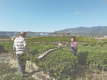 福建：茶园生产，“机”不可失