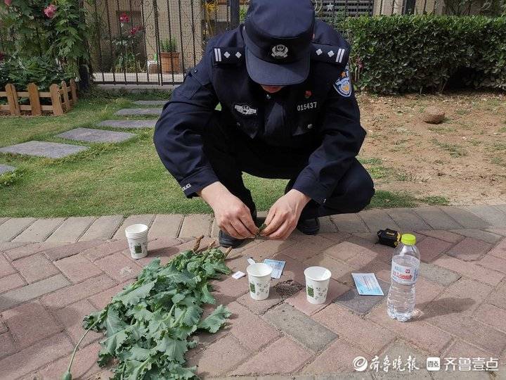 济南一市民竟在自家院里种*粟罂**，民警无人机巡查发现上门“铲毒”