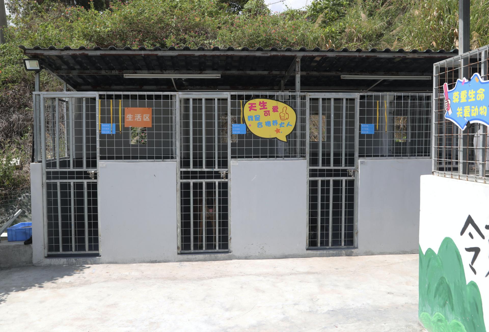 深圳领养流浪犬最新规定,深圳市领养宠物中心