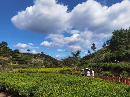 潮州乌龙茶凤凰单丛茶,潮州特产凤凰单丛茶
